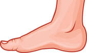 Foot Standing  Human Foot    Clipart Graphic