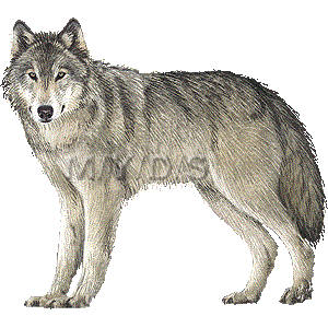 Grey Wolf Gray Wolf Timber Wolf Clipart Graphics  Free Clip Art