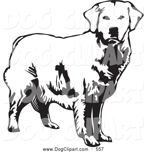 Clip Art Of A Alert Golden Retriever Dog Doggy Looking Forward Over A