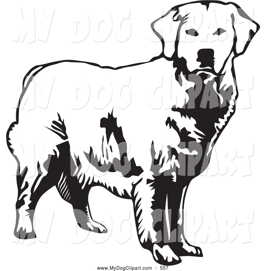Clip Art Of A Happy Alert Golden Retriever Dog Looking Forward Over A