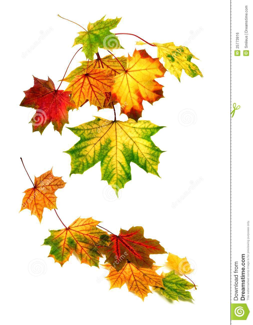 Colorful Autumn Leaves Falling Down Royalty Free Stock Image   Image    