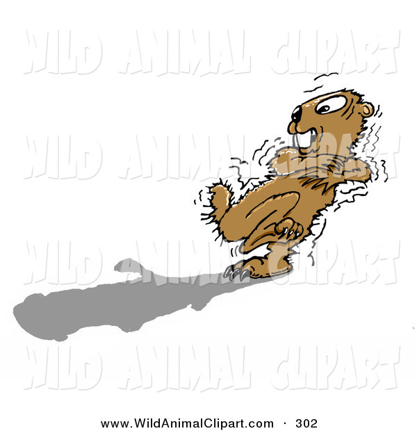 Groundhog Afraid Of His Own Shadow In Winter By Spanky Art    302