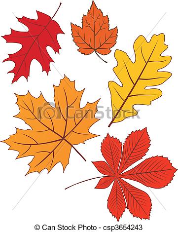 Vectors Of Collection Of Vector Autumn Leaves Csp3654243   Search Clip    