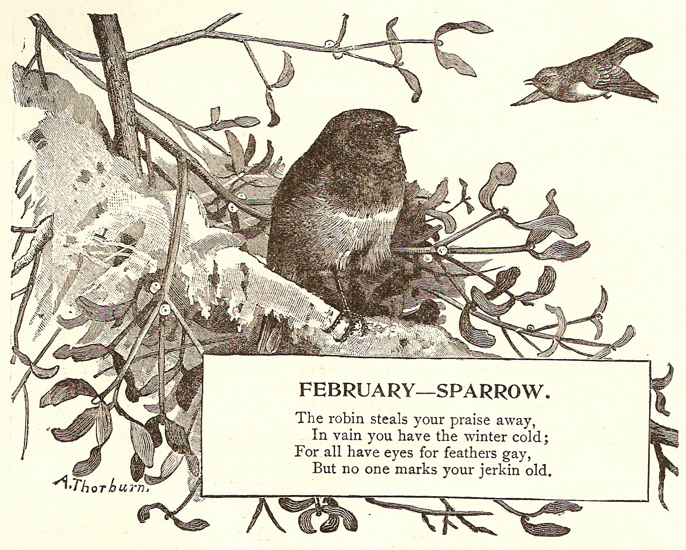 Free Vintage Clip Art   Bird Of The Month February Sparrow