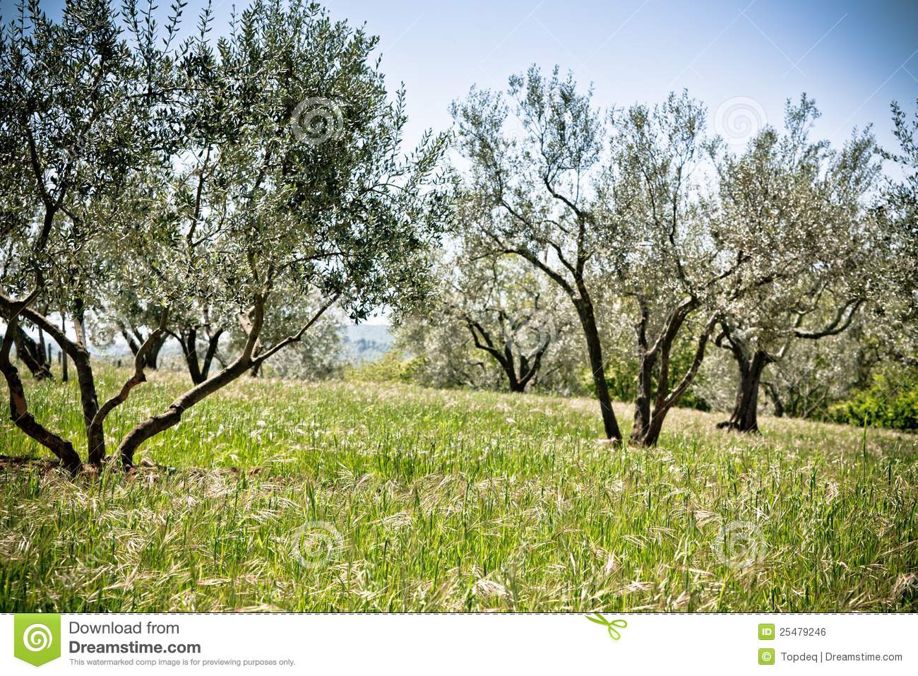 Olive Tree Garden Royalty Free Stock Image   Image  25479246