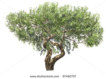 Olive Tree Stock Photos Illustrations And Vector Art