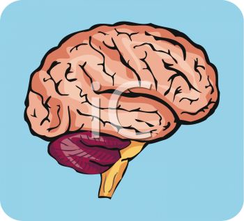 1401 5908 Human Brain Diagram For Medical Education Clipart Image Jpg