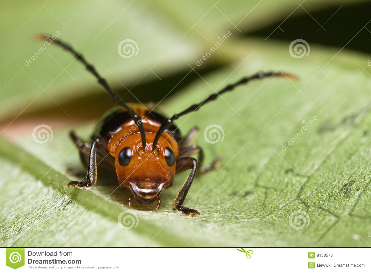 Cute Beetle Face Stock Photos   Image  8138573