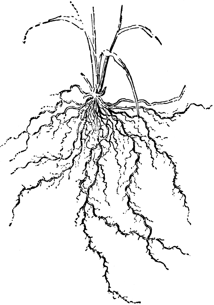 Fibrous Roots   Clipart Etc