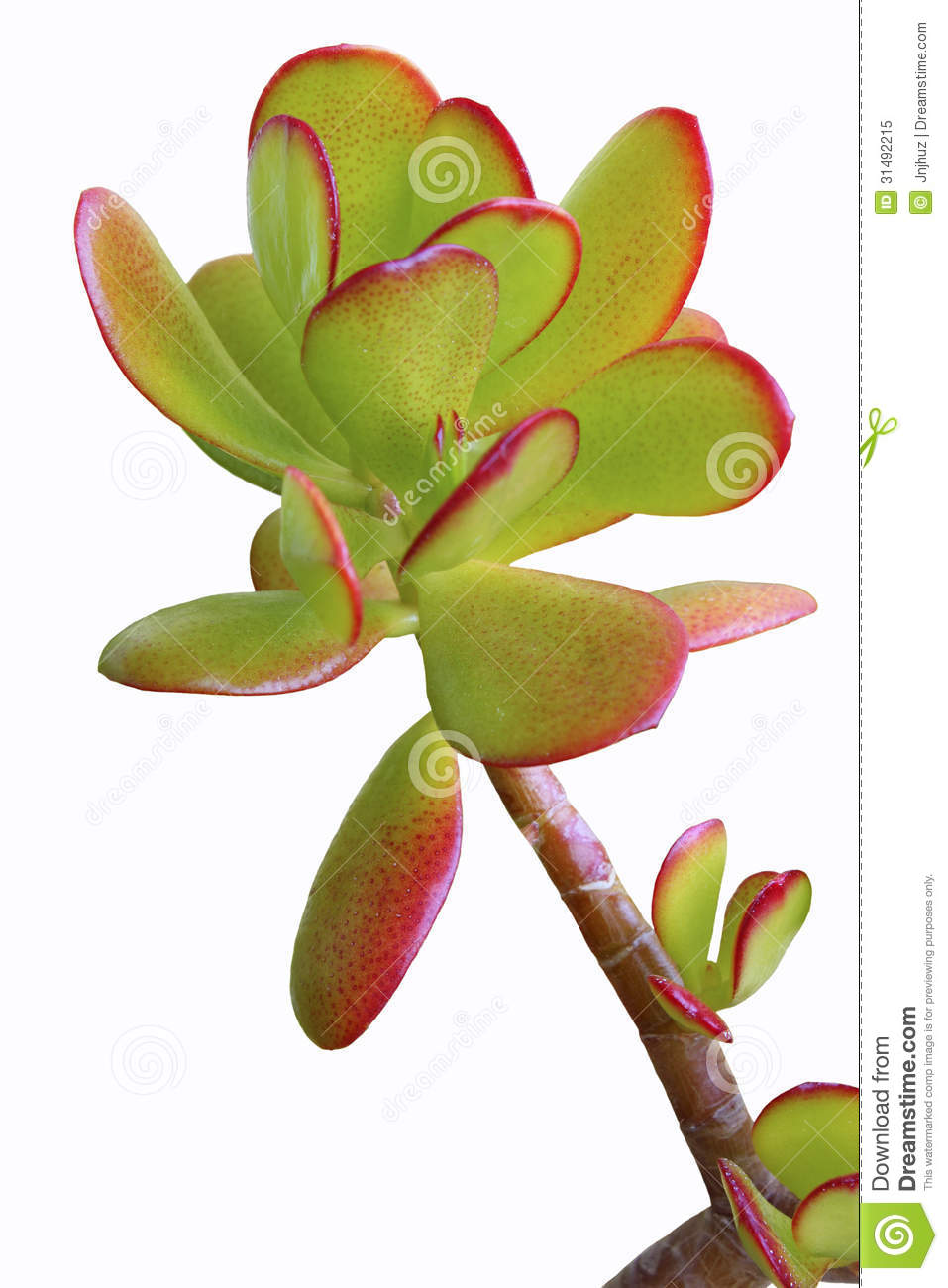 Jade Plant With Red Tips Royalty Free Stock Photo   Image  31492215