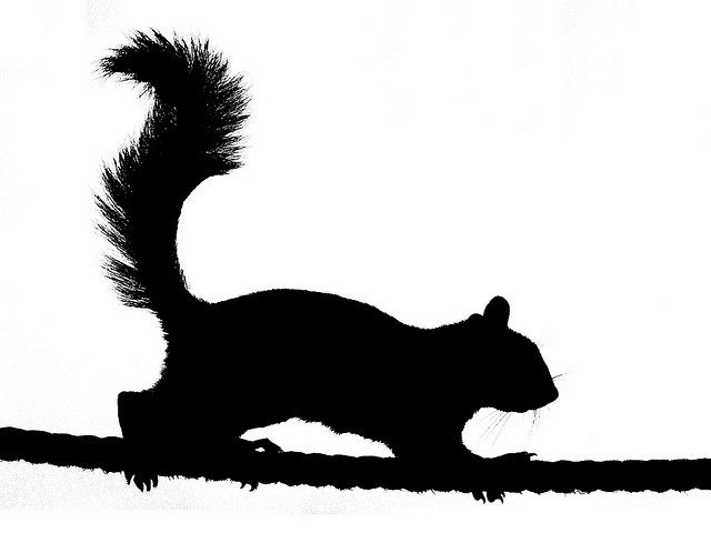 Squirrel Silhouette 2   Clipart Panda   Free Clipart Images