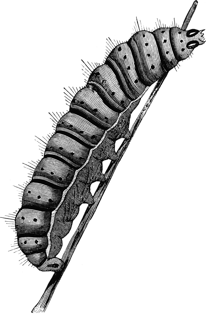 Caterpillar Of The Luna Moth   Clipart Etc