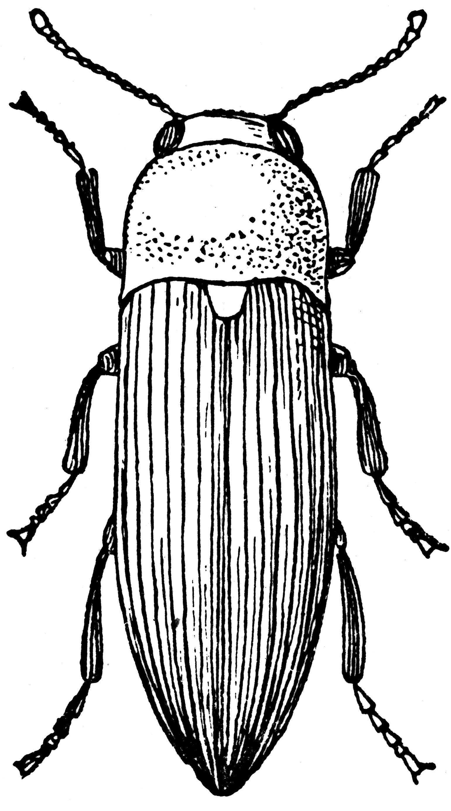 Click Beetle   Clipart Etc