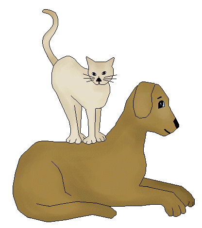 Dogs And Cats Together Page 8   Cat Standing On A Dog   Dog And Cat