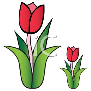 Large And Small Red Tulips   Royalty Free Clipart Picture