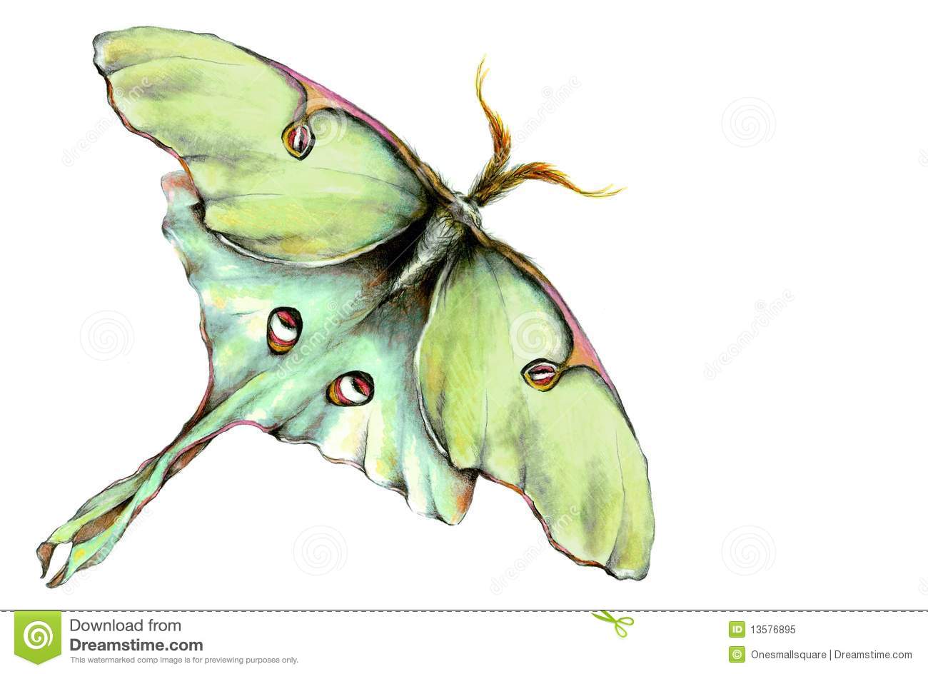 Luna Moth Illustration Royalty Free Stock Photo   Image  13576895