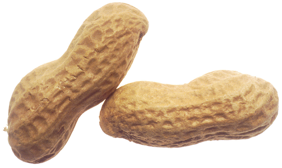 Peanuts Large    Food Nuts Peanuts Large Jpg Html