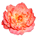 Peony Clipart Picture   Gif   Png Image