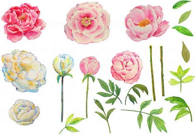 Wedding Clipart   Watercolor Peony Pink And Yellow Printable Instant