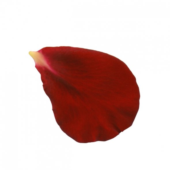 1292597844red Rose Petal Clip Art Jpg