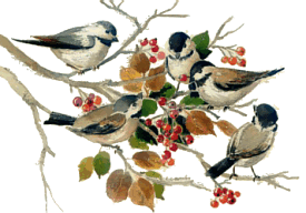 Christmas Birds Graphics And Animated Gifs  Christmas Birds