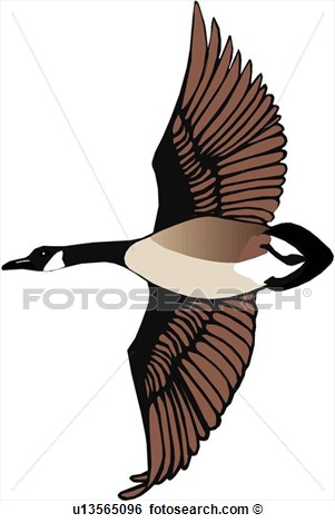 Clip Art   Canadian Goose  Fotosearch   Search Clipart Illustration