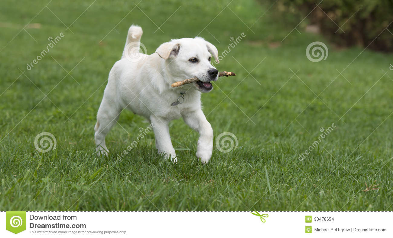 Puppy Dog Retrieving Wooden Stick Stock Images   Image  30478654