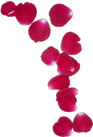Rose Petals Clip Art Memes