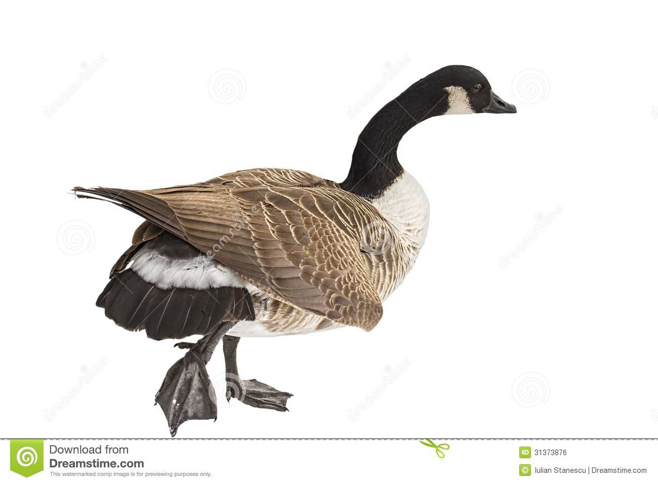 Canadian Goose Clip Art The Canada Goose Royalty Free