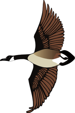Canadian Goose Flying Clipart