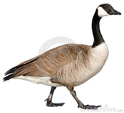 Canadian Goose Royalty Free Stock Photography   Image  14846377