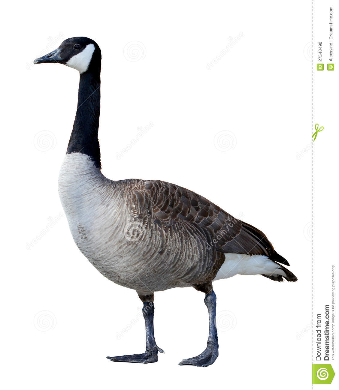 Canadian Goose Stock Photo   Image  27540490