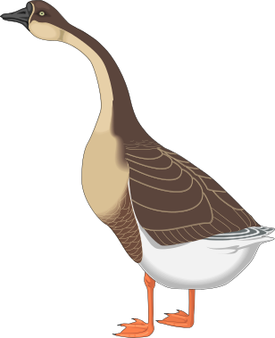 Goose Clipart    Animals Birds G Geese Canadian Geese Canadian Goose    