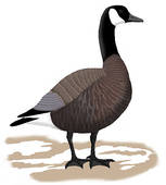 Goose Stock Illustrations   Gograph