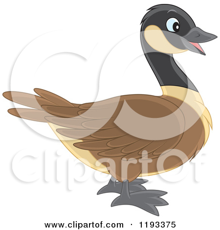 Royalty Free  Rf  Canada Goose Clipart Illustrations Vector Graphics