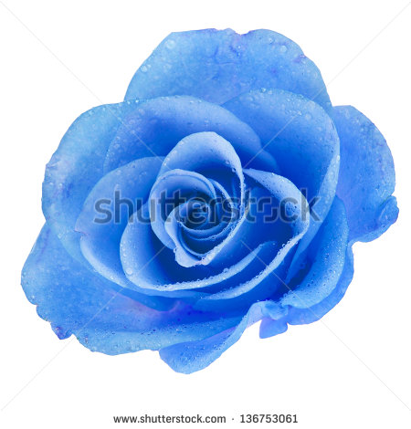 Single Blue Rose Clip Art One Blue Rose Head With Water