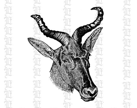 Wild Animal Gerenuk Antelope Head Horns Vintage Clip Art Illustration