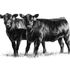 Angus Association Clip Art   Cow Stuff   Pinterest