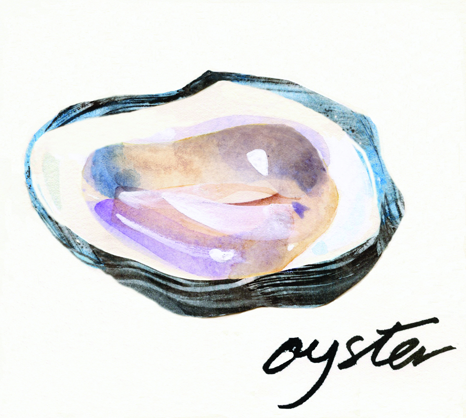 Oyster Shell Illustration Oyster Collage Toned Down