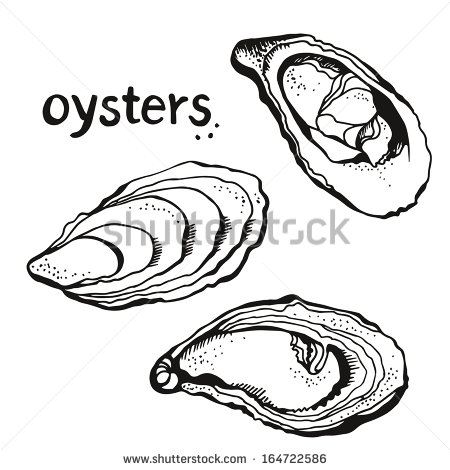 Oysters Set Isolated On A White Background   Stock Vector