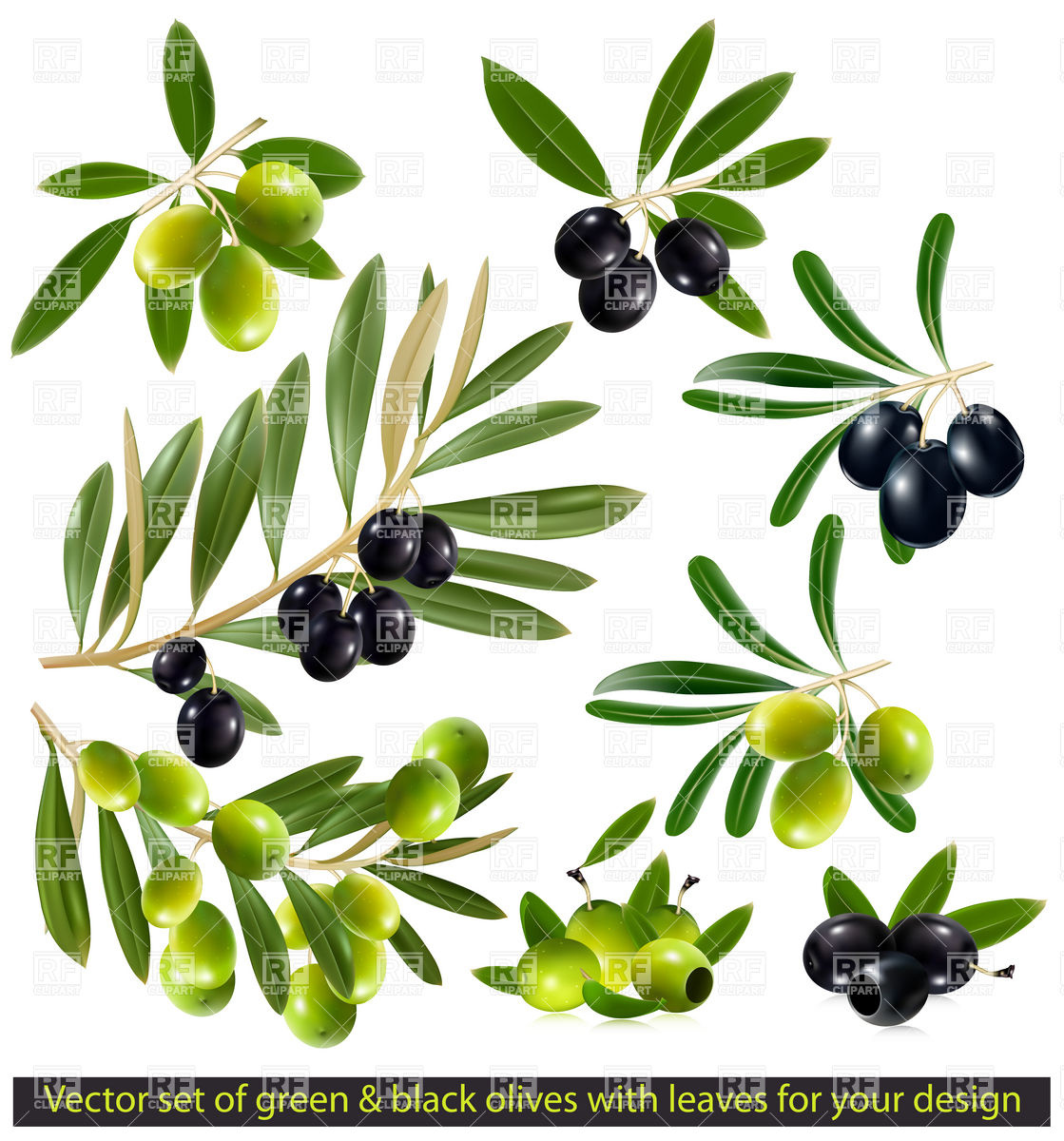 Black Olive Twig With Leaves Download Royalty Free Vector Clipart