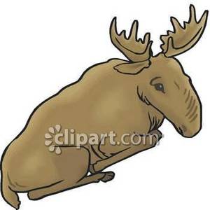 Moose Lying Down   Royalty Free Clipart Picture