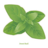 Basil Stock Illustration Images  237 Basil Illustrations Available To