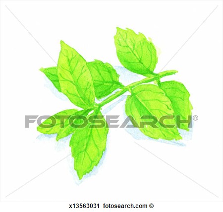Clipart   Basil Food Herb Indoors Interior  Fotosearch   Search    