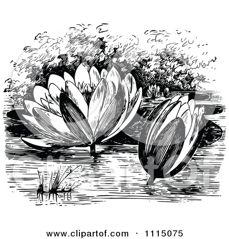 Clipart Illustration Of Two Pale Pink Waterlilies Floating With