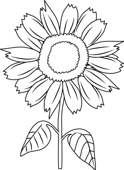 Flower   Flower Diagram Unlabeled   Photogarage