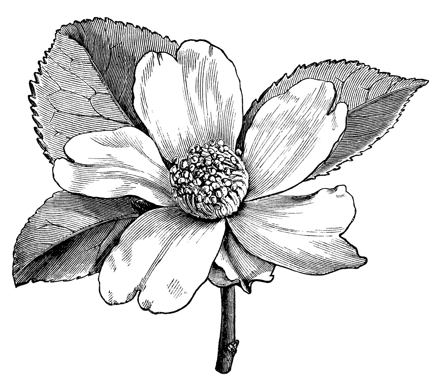 Flower Illustration Black And White Clip Art Vintage Flower Clipart