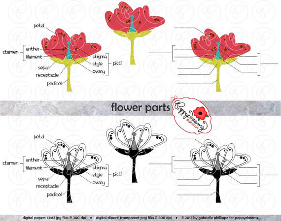Flower Parts Science Diagram Clipart Set  300 Dpi  School Teacher Clip