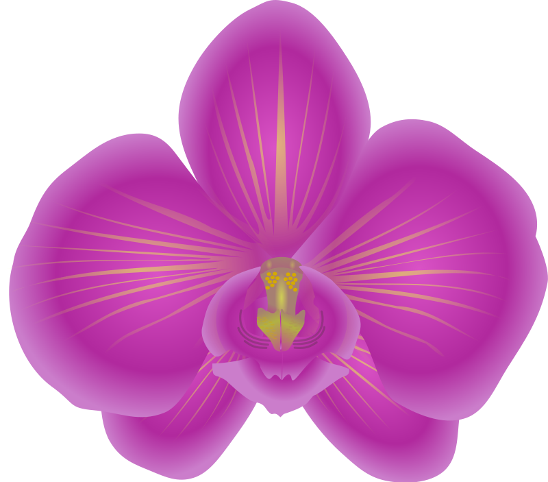 Free To Use   Public Domain Orchid Flower Clip Art