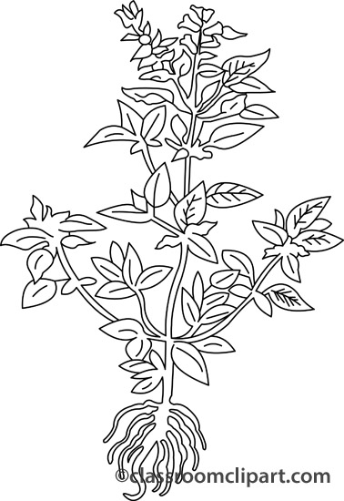 Herbs   Basil Herb Outline   Classroom Clipart